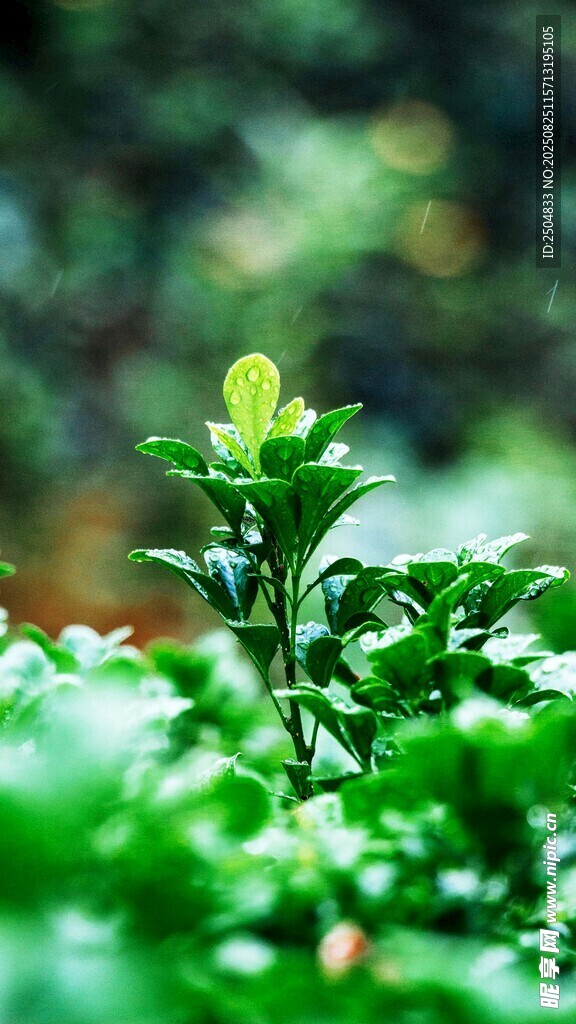嫩綠新葉綻于蔥郁綠植間
