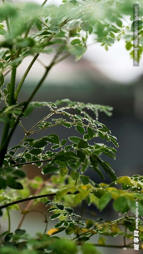 陽(yáng)光下的嫩綠植物枝葉