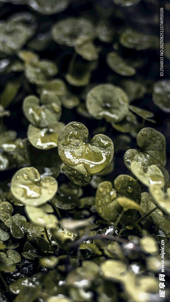 水底堆積的大量金屬硬幣