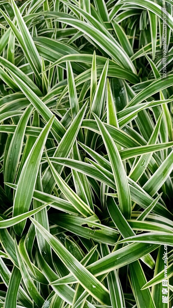 翠綠條紋植物葉片特寫