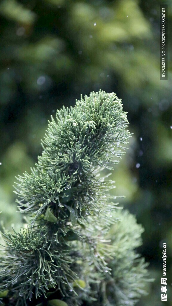 翠綠挺拔的松樹(shù)梢