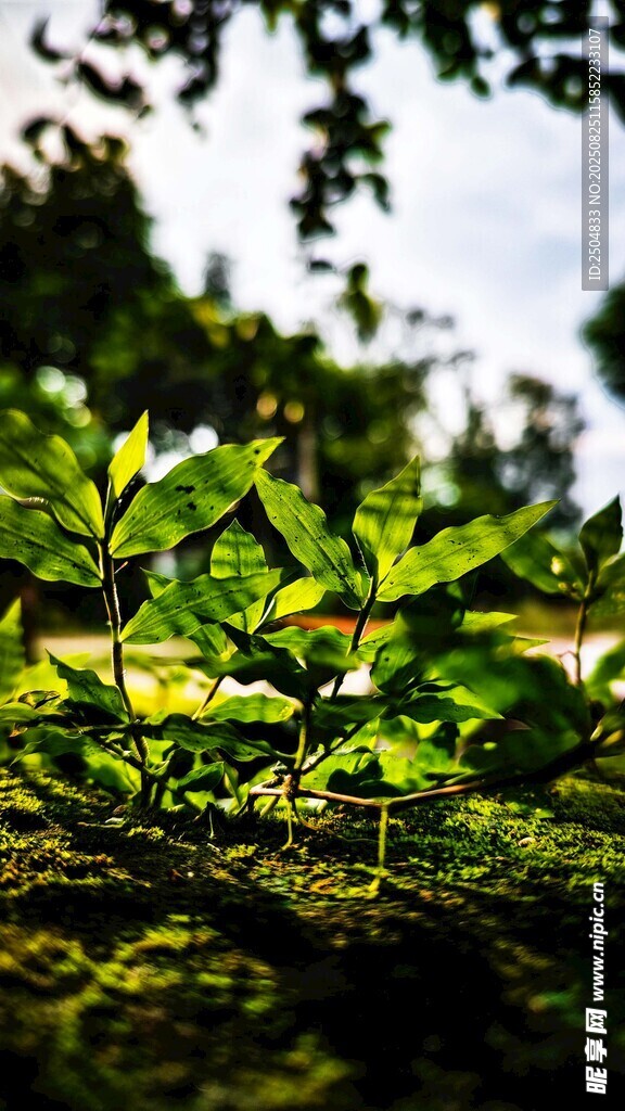 陽(yáng)光下的嫩綠植物
