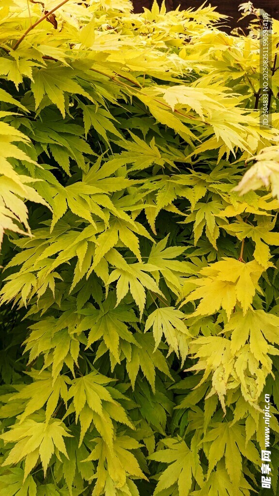 金黃葉片的繁茂植物