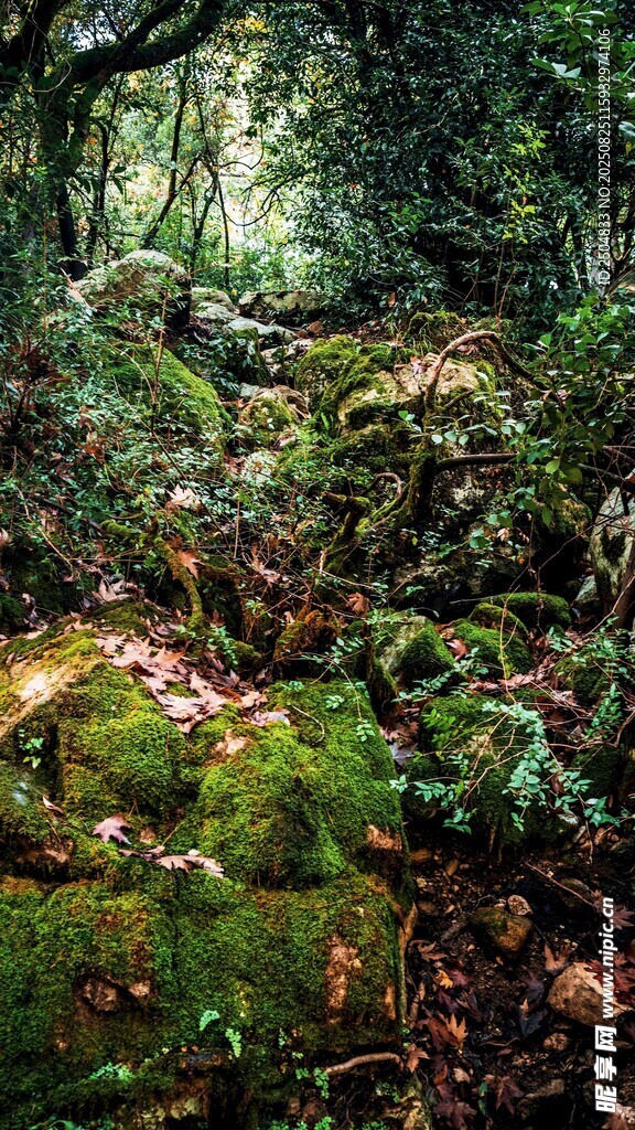 森林中的苔蘚覆蓋地面景觀