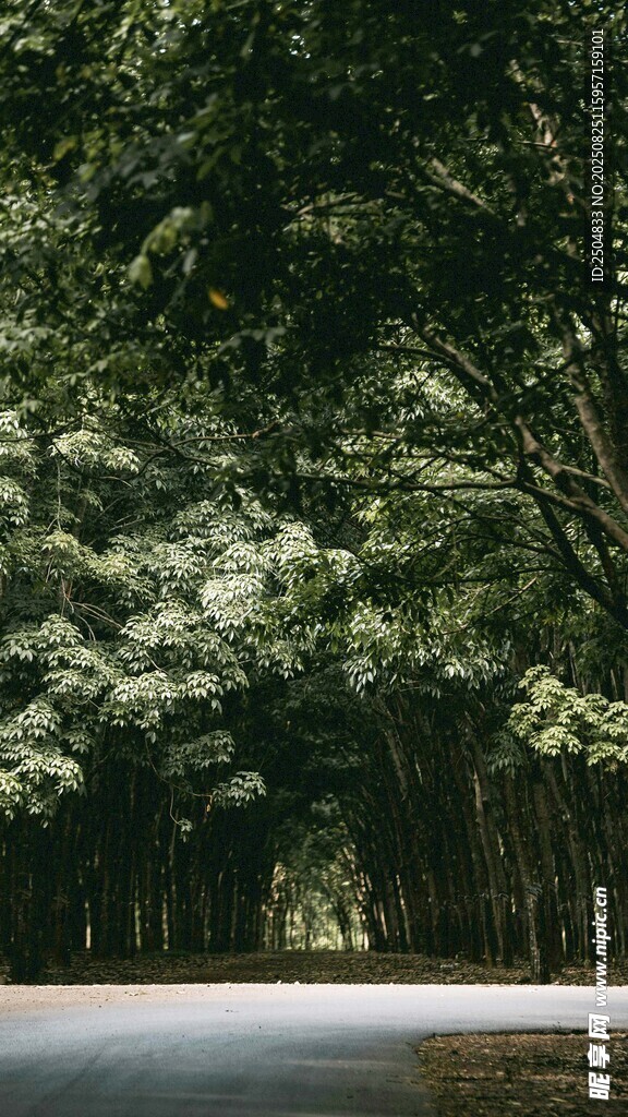 林間幽徑 綠意盎然