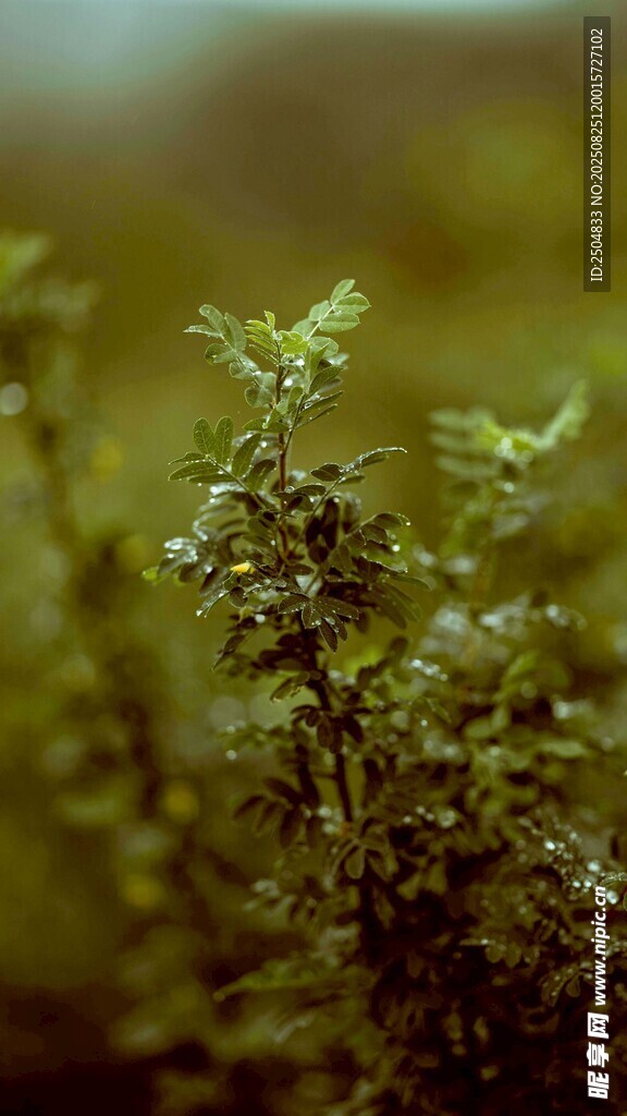 嫩綠植物特寫