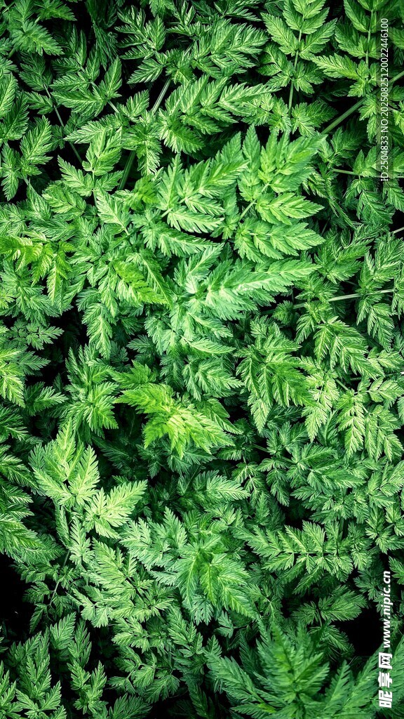 翠綠蕨類(lèi)植物葉片特寫(xiě)