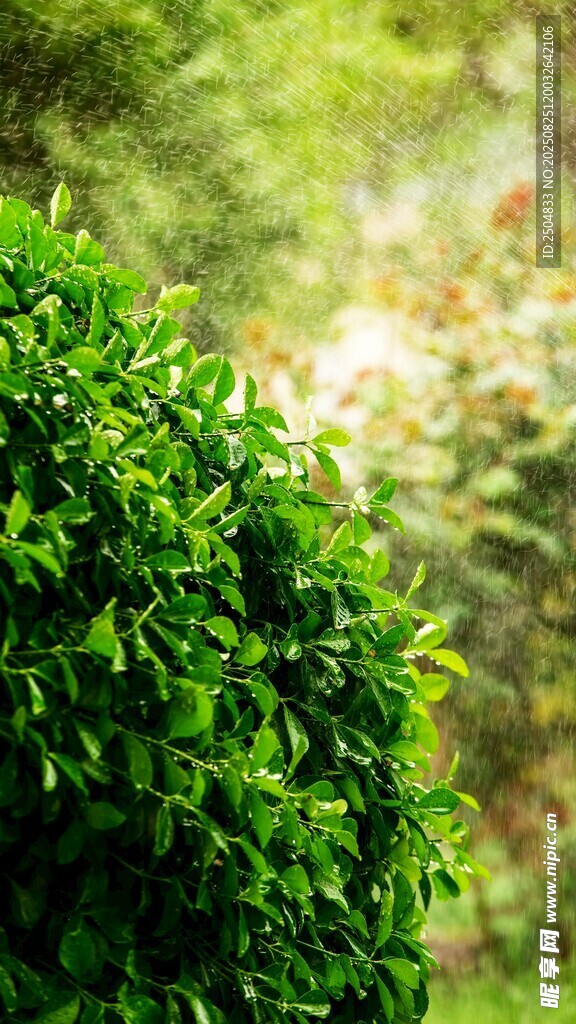 翠綠繁茂的灌木植物