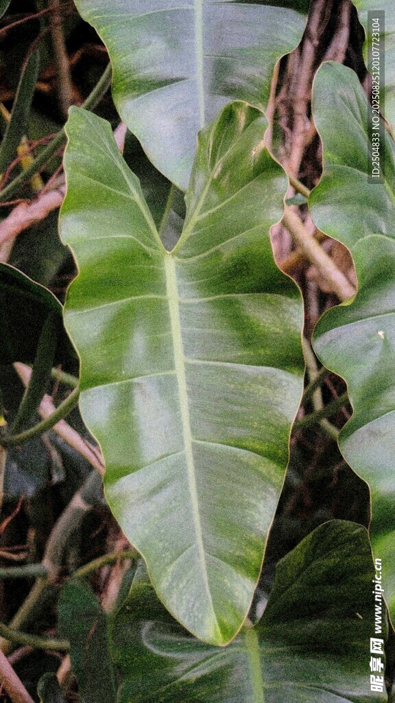 大葉片綠植特寫