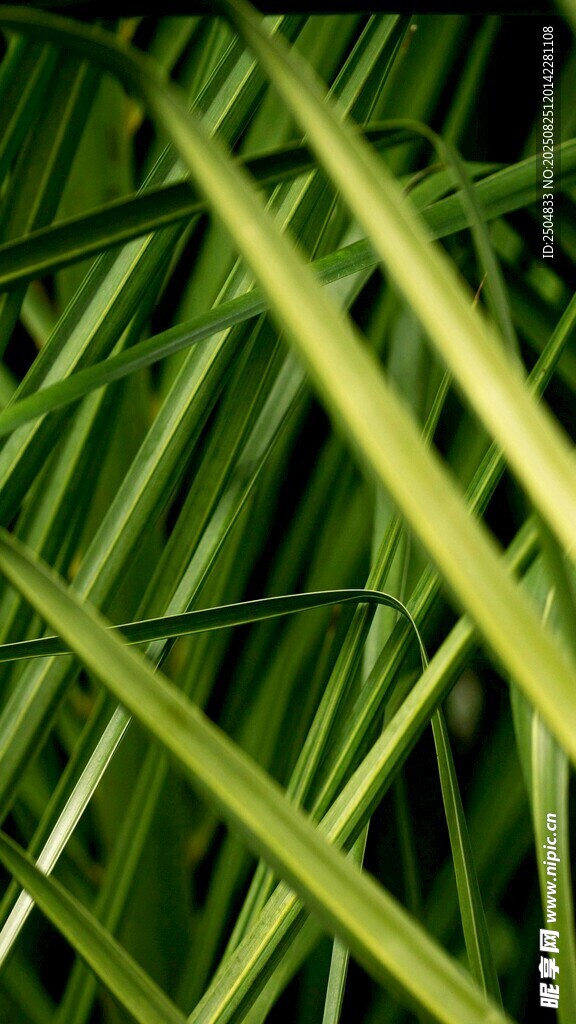 翠綠細(xì)長的植物葉片