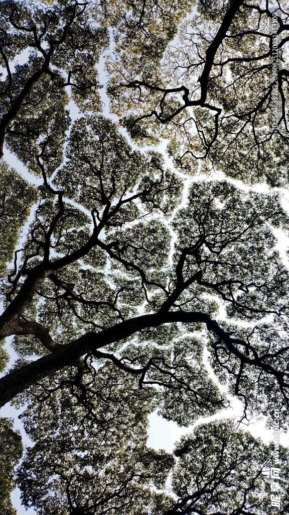 冬日樹枝覆雪景象