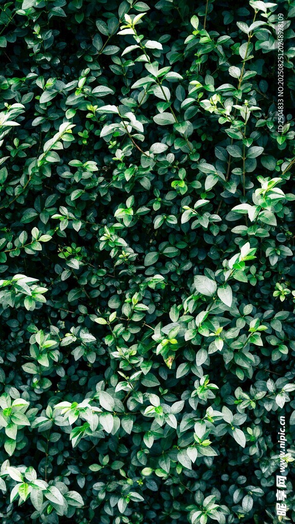 翠綠繁茂的植物背景墻