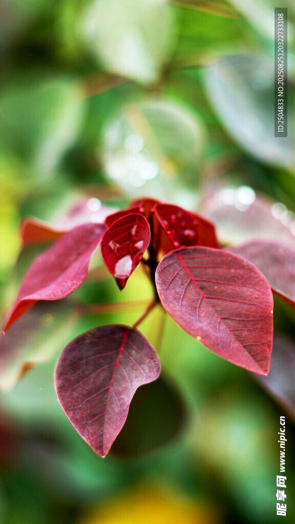 嬌艷紅葉植物特寫