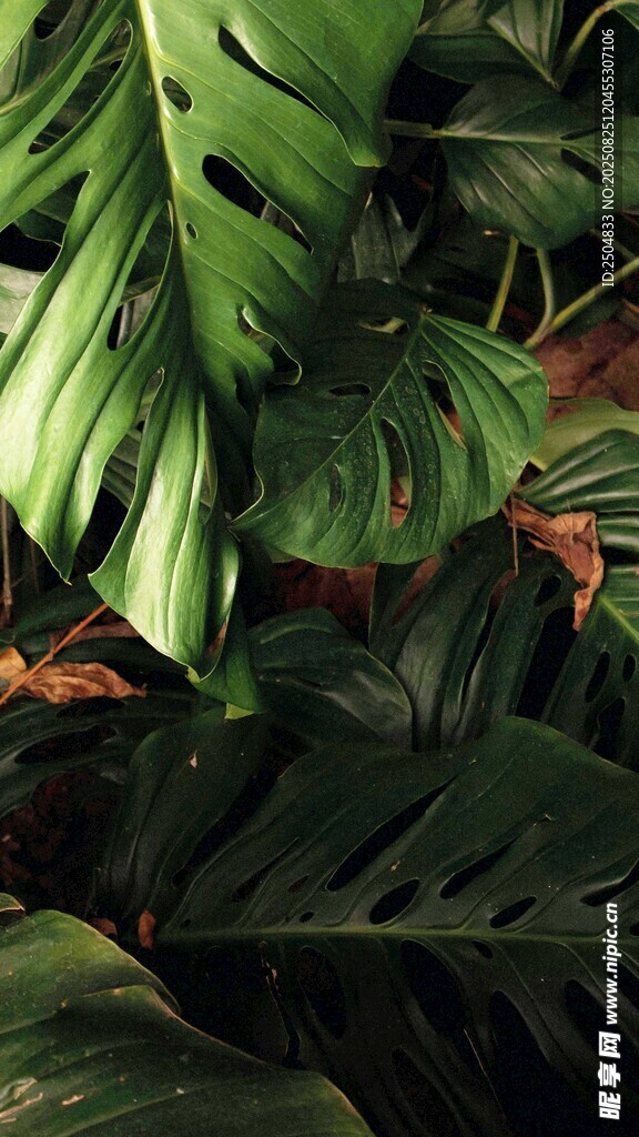 繁茂熱帶綠植景觀
