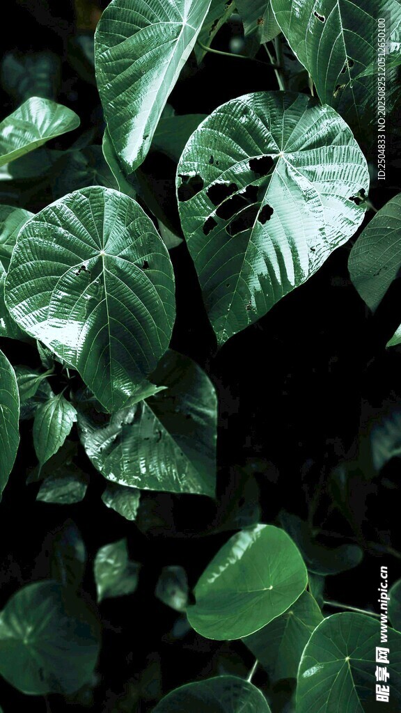 翠綠葉片的獨(dú)特植物