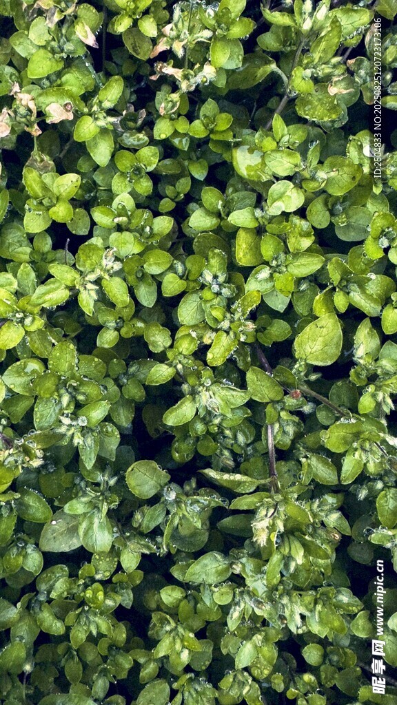 翠綠鮮嫩的綠葉植物