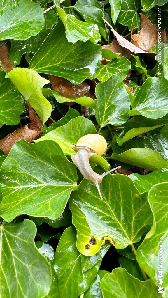 綠葉叢中的鮮嫩無(wú)花果