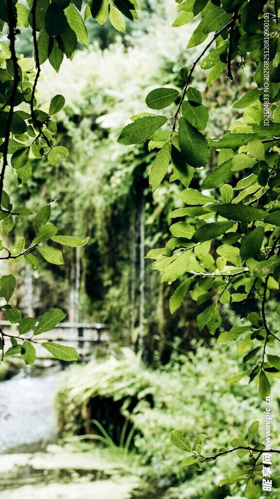 雨林中的潺潺溪流