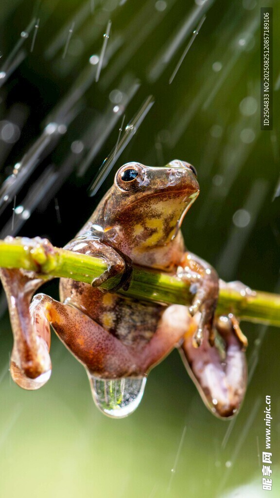 雨中棲于枝上的青蛙