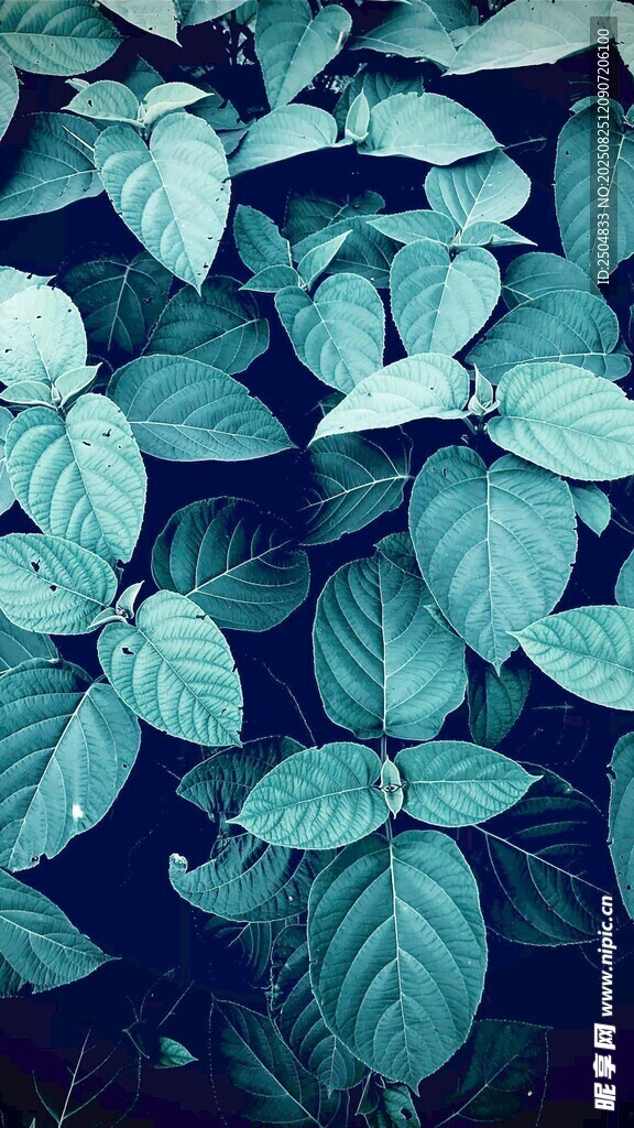 藍(lán)綠色調(diào)的繁茂葉片