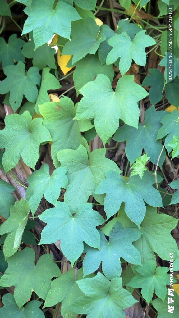 翠綠繁茂的掌狀葉片植物