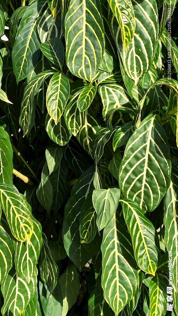 翠綠脈絡(luò)清晰的植物葉片