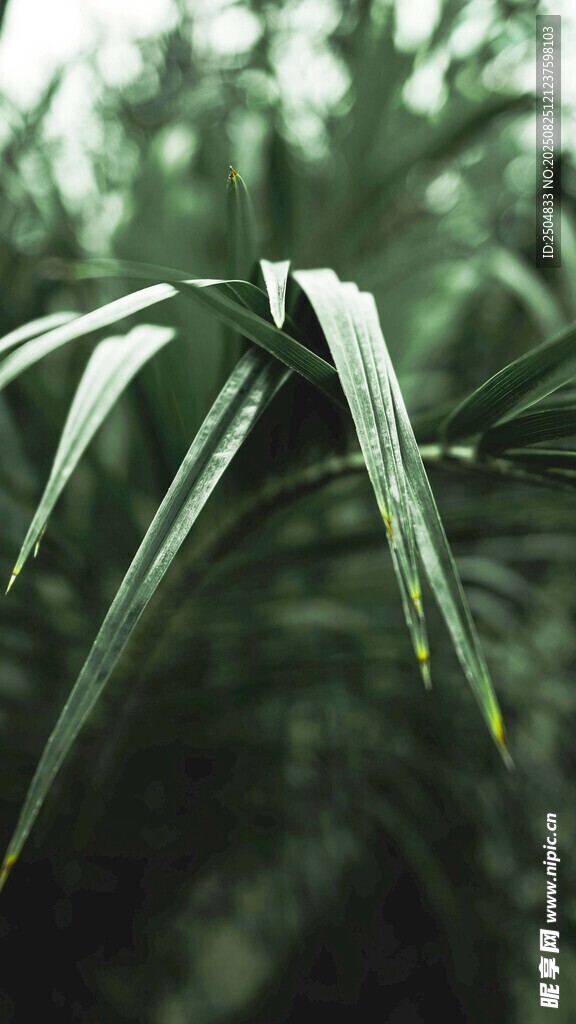 翠綠葉片近景特寫