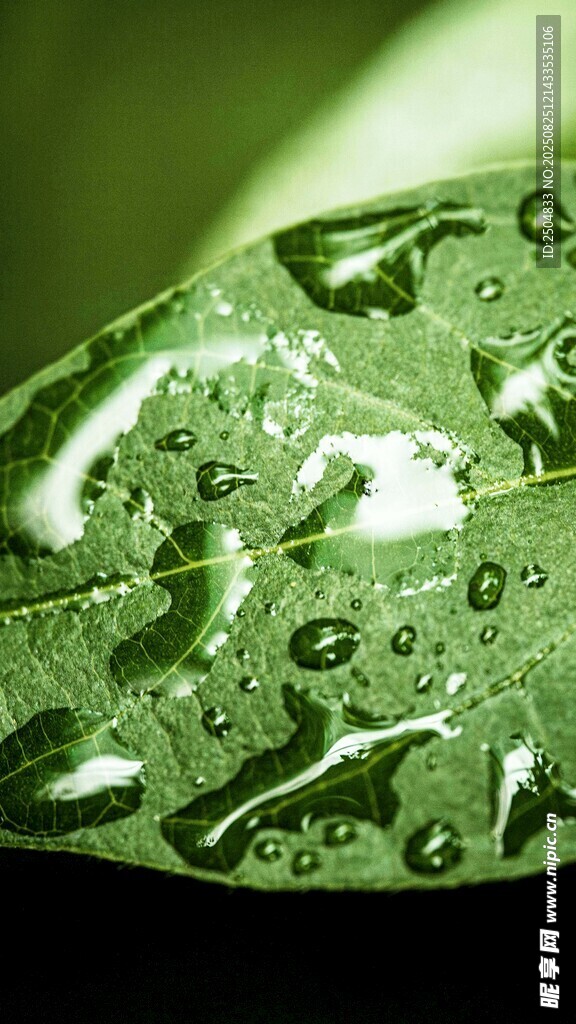 綠葉上晶瑩的水珠