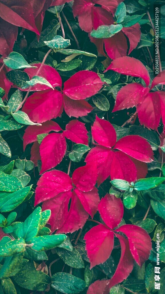 鮮艷紅掌花卉綠植特寫