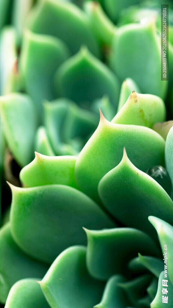 翠綠多肉植物特寫