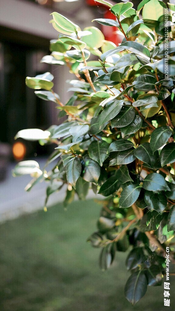綠葉繁茂的植物特寫