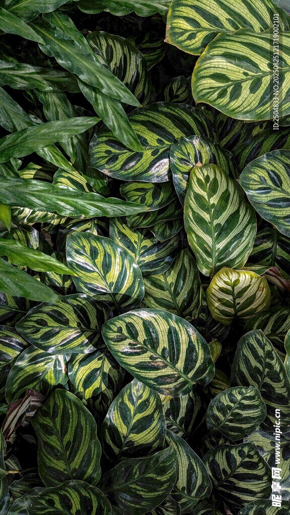 條紋綠植特寫(xiě)