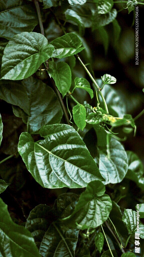 翠綠繁茂的葉片植物