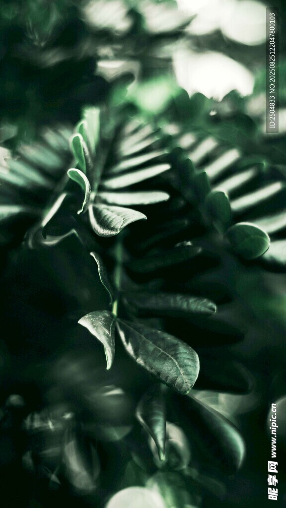 陽光下的翠綠羽狀葉片