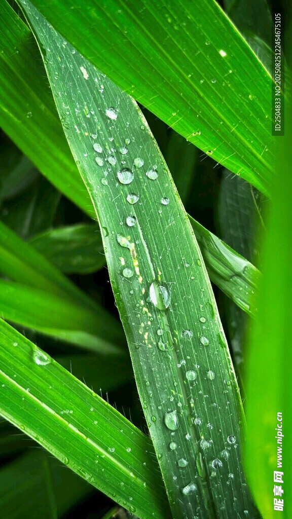 綠葉上的晶瑩水珠