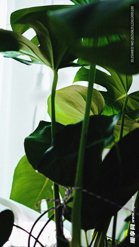 翠綠蔓生植物葉片特寫
