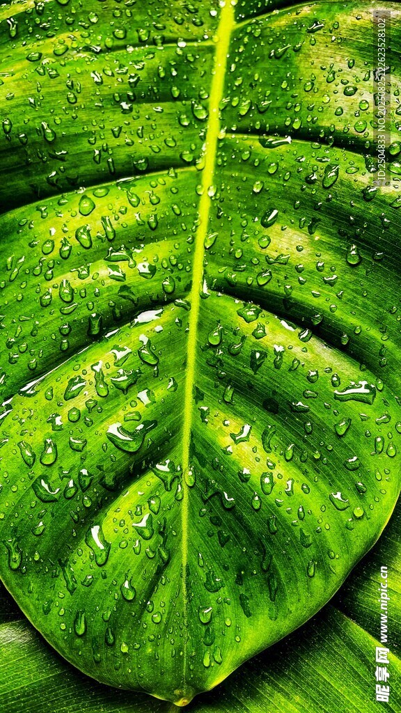 翠綠葉片的獨(dú)特紋理