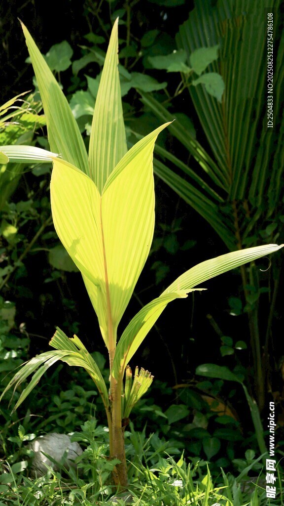 嫩綠芭蕉葉植物特寫
