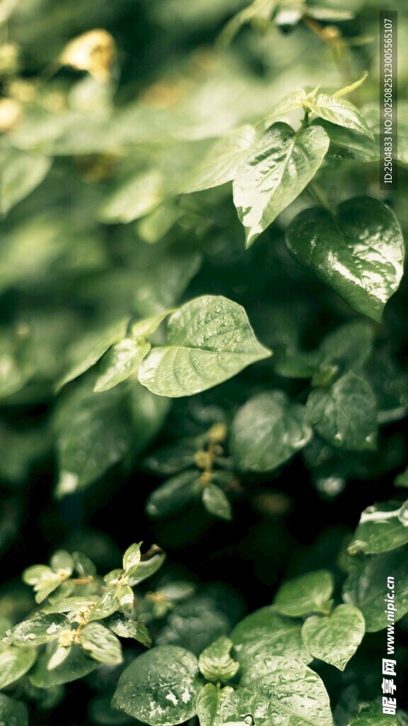 翠綠繁茂的葉片特寫(xiě)
