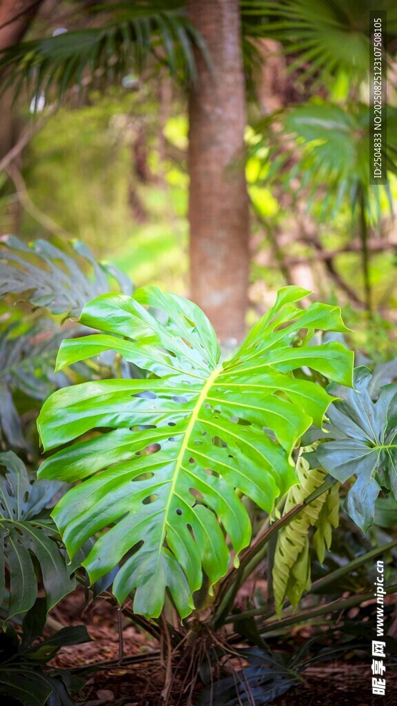 熱帶綠植 葉片寬大而獨(dú)特