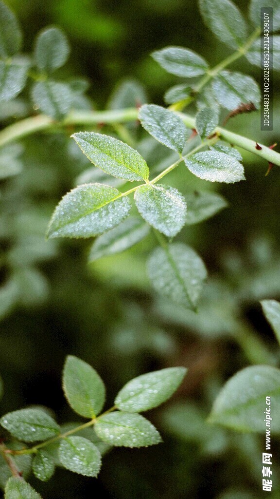 嫩綠葉片特寫