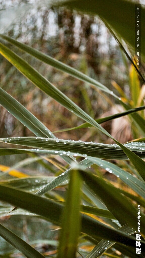 帶露珠的翠綠植物葉片