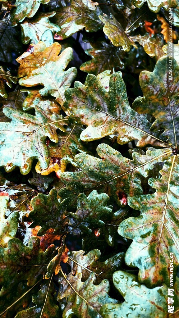 抽象多彩植物景觀畫面
