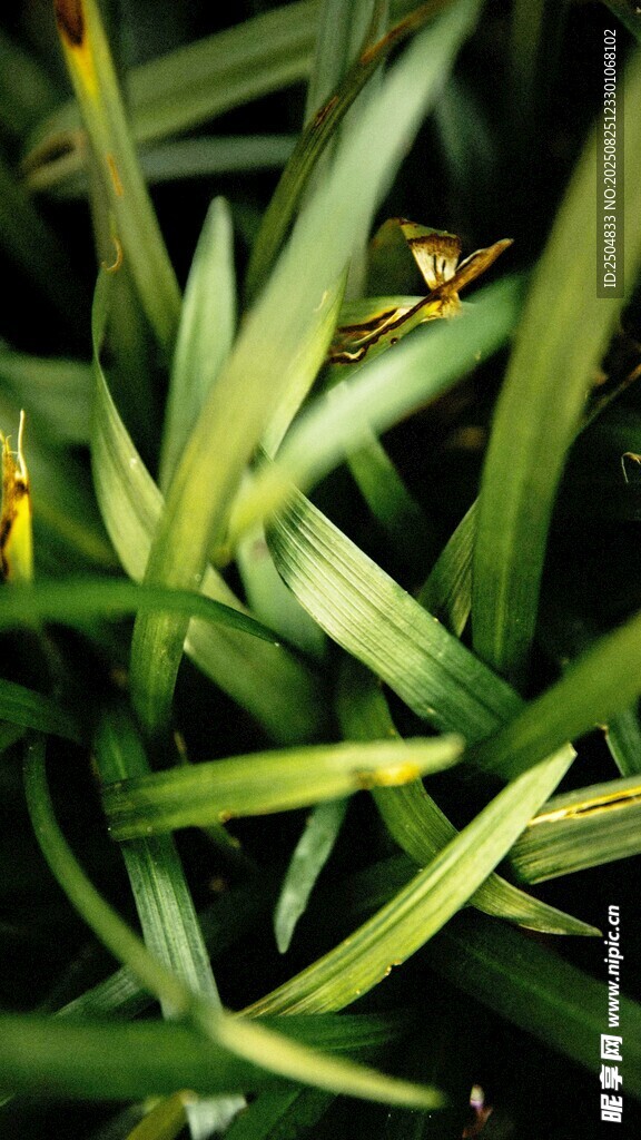 翠綠細(xì)長(zhǎng)葉片的植物