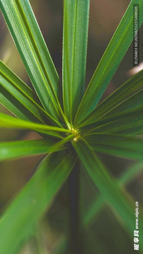 翠綠蒲葵葉特寫(xiě)