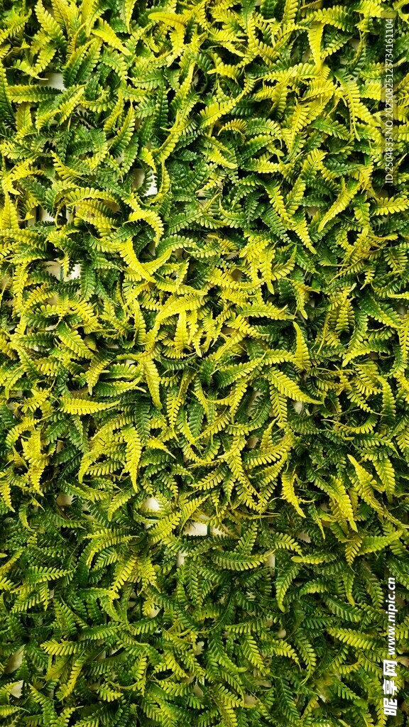 翠綠繁茂的植物墻