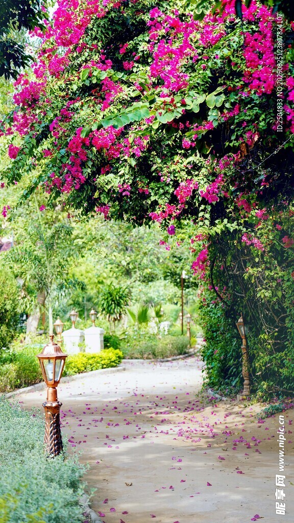 繁花簇?fù)淼挠撵o小路