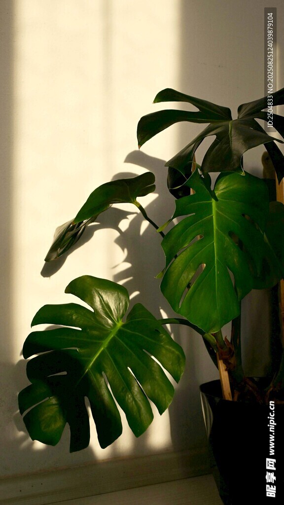 室內(nèi)龜背竹綠植特寫