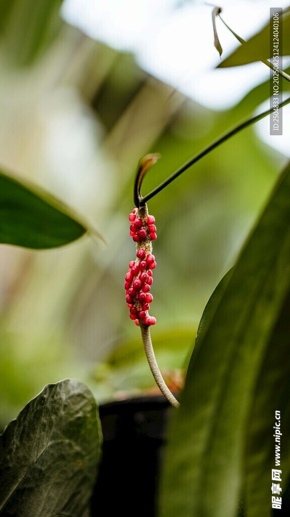 枝頭紅穗 自然清新景致