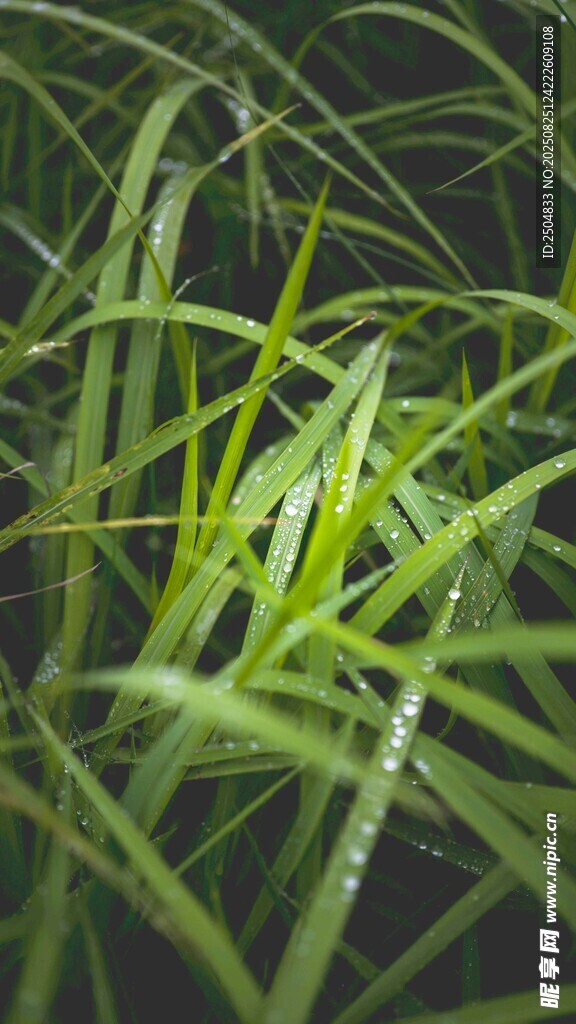 翠綠葉片的清新植物特寫